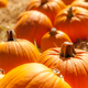 Illustration for article titled Jerk Steals Pumpkins from Garden of Preschoolers in New Mexico